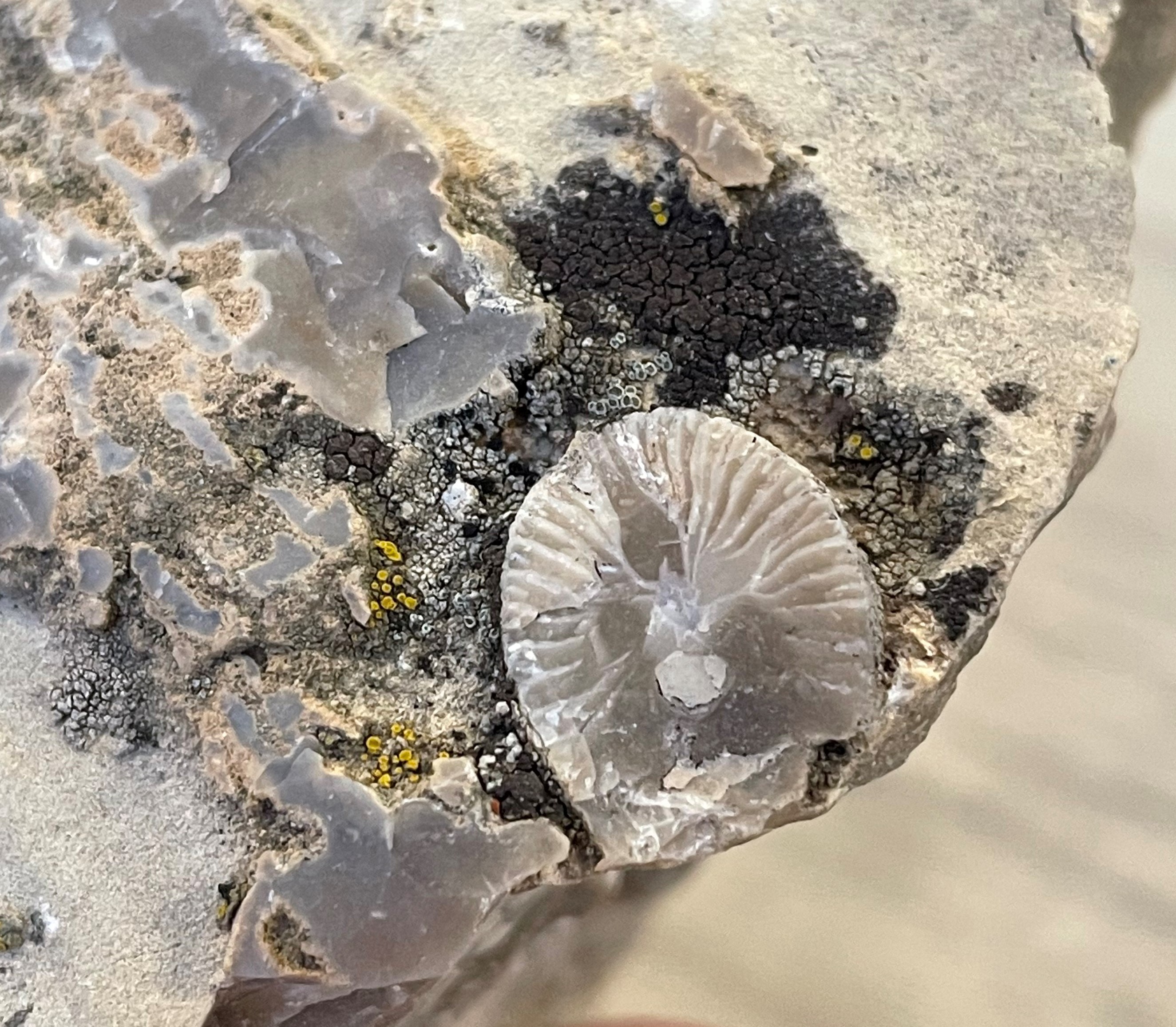 Crinoid fossil from northern Yellowstone National Park U.S